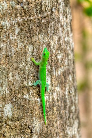 Foto de Gecko gigante de Koch (Phelsuma kochi), especie endémica de gecko, lagarto de la familia Gekkonidae., Parque Nacional Ankarafantsika, Madagascar - Imagen libre de derechos