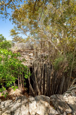Foto de Higo banyan masivo en el sumidero, con sus raíces crece de modo que forma un pequeño bosque y un paisaje natural increíble. Parque Nacional Tsimanampetsotsa. Madagascar paisaje salvaje. - Imagen libre de derechos