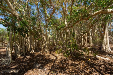 Foto de Masivo bosque de higos de Banyan, con sus raíces crece de manera que forma un pequeño bosque y un paisaje natural increíble. Parque Nacional Tsimanampetsotsa. Madagascar paisaje salvaje. - Imagen libre de derechos