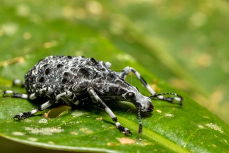 Photo for Fungus weevil (Tophoderes annulatus), black bug, insect beetle, Ranomafana National Park, Madagascar wildlife animal - Royalty Free Image