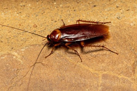 Cucaracha marrón (Periplaneta brunnea), especie de insecto de cucaracha de la familia Blattidae, Parque Nacional Isalo, Madagascar