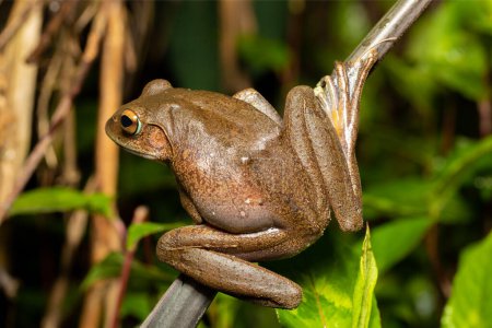 Foto de Madagascan Treefrog, Boophis madagascariensis,, endemic species of frog in the family Mantellidae. Andasibe-Mantadia National Park, Madagascar wildlife animal - Imagen libre de derechos