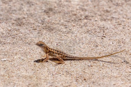Chalarodon madagascariensis, endemic species of Malagasy terrestrial iguanian lizard, Nosy Ve, Madagascar wildlife animal