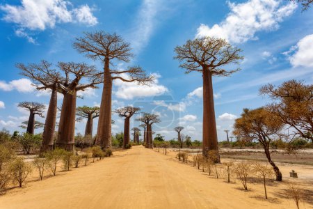 Téléchargez les photos : Iconic Baobab Alley à Morondava, Pas de personnes sur l'avenue vide. Célèbres arbres endémiques majestueux contre ciel bleu. Concept de voyage. Madagascar paysage - en image libre de droit