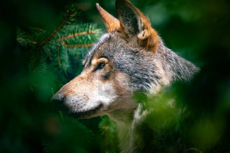 Foto de Lobo europeo (Canis lupus lupus), Caza de animales y bestia extremadamente peligrosa. Lobo nativo de Europa y Asia. - Imagen libre de derechos