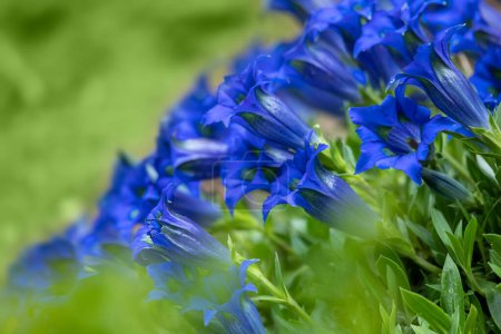 Téléchargez les photos : Trompette gentiane bleu printemps fleur dans le jardin. Concept de jardinage printanier. Beauté fleur - en image libre de droit