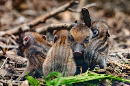 Small cute playful baby with lying mom sows of Visayan warty pig (Sus cebifrons) is a critically endangered species in the pig genus. It is endemic to Visayan Islands in the central Philippines
