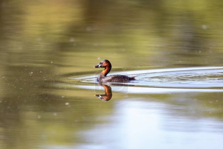 Foto de Lindo pequeño pájaro acuático Little Grebe, Tachybaptus ruficollis, nadando en un río cazando comida. - Imagen libre de derechos