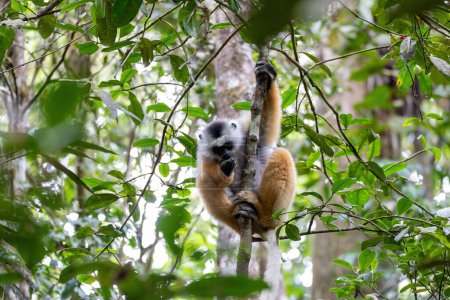 Foto de Colorful Diademed Sifaka lemur, (Propithecus diadema) Endangered endemic animal on tree in rain forest, Andasibe-Mantadia National Park- Analamazaotra, Madagascar wildlife animal. - Imagen libre de derechos