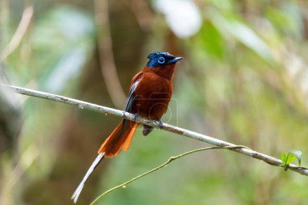 Photo for Beautiful bird Malagasy paradise flycatcher (Terpsiphone mutata), Male in rain forest, endemic species of bird in the family Monarchidae. Andasibe-Mantadia National Park, Madagascar wildlife animal. - Royalty Free Image