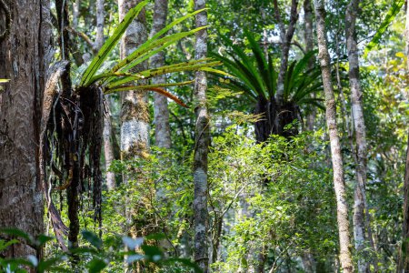 Foto de El exuberante follaje de la selva tropical Mantadia de Madagascar, epífita vegetal que crece en los árboles. Madagascar paisaje salvaje - Imagen libre de derechos