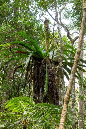Foto de El exuberante follaje de la selva tropical Mantadia de Madagascar, epífita vegetal que crece en los árboles. Madagascar paisaje salvaje - Imagen libre de derechos