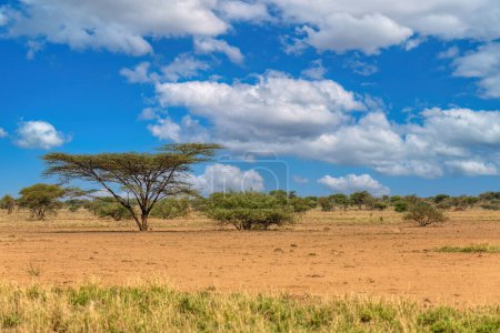 Photo for Panorama of Awash national park landscape with acacia tree in front and mountain in background. Ethiopia wilderness - Royalty Free Image