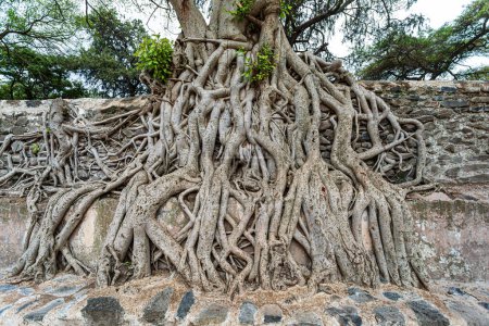 Téléchargez les photos : Enchevêtrement de racines massives du tronc dans le bain Fasil Ides, piscine du royaume. racines massives du tronc forment un enchevêtrement complexe et captivant un témoignage de l'art de la nature, Gondar, Ethiopie - en image libre de droit
