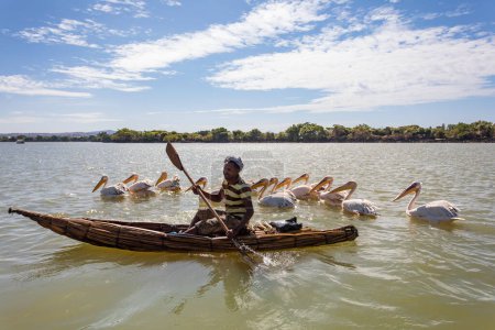 Foto de Lago Tana, Etiopía - 21 de abril de 2019: Un hombre en un barco de bambú tradicional y primitivo que alimenta pelícanos en el lago Tana. - Imagen libre de derechos