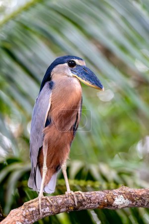 Téléchargez les photos : Héron à bec bateau (Cochlearius cochlearius) caché dans les mangroves marécageuses de la rivière Tarcoles. Faune et observation des oiseaux au Costa Rica. - en image libre de droit