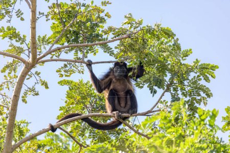 Aullador de manto (Alouatta palliata) o mono aullador de manto dorado, alimentándose de árboles, río Bebedero Guanacaste, Costa Rica