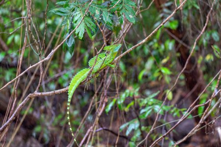 Téléchargez les photos : Plumed green basilisk (Basiliscus plumifrons), sitting on branch protruding from water, rainy tropical weather with raindrops in water. Refugio de Vida Silvestre Cano Negro, Costa Rica wildlife . - en image libre de droit