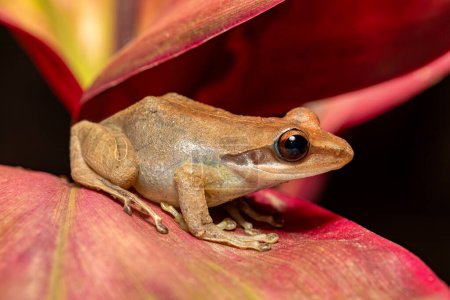 Téléchargez les photos : Boophis tephraeomystax, endemic species of frog in the family Mantellidae. Ranomafana National Park, Madagascar wildlife animal - en image libre de droit