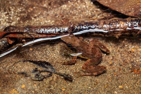 Téléchargez les photos : Mantidactylus majori, endemic species of frog in the family Mantellidae. Ranomafana National Park, Madagascar wildlife animal - en image libre de droit