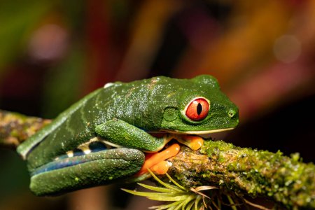 Foto de Rana de ojos rojos (Agalychnis callidryas), Hermosa rana verde icónica con ojos rojos se sienta en una hoja roja en los trópicos. Refugio de Vida Silvestre Cano Negro, Costa Rica. - Imagen libre de derechos