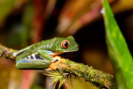 Foto de Rana de ojos rojos (Agalychnis callidryas), Hermosa rana verde icónica con ojos rojos se sienta en una hoja roja en los trópicos. Refugio de Vida Silvestre Cano Negro, Costa Rica. - Imagen libre de derechos