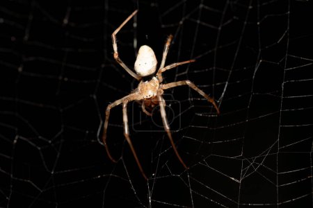 Téléchargez les photos : Nephilengys livida, Grande araignée blanche est une araignée nephilide ils sont communs dans les habitations humaines. Analamazaotra National Park, Madagascar faune et flore - en image libre de droit