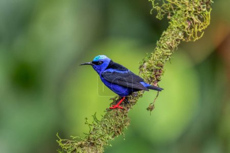 Foto de Mielero de patas rojas (Cyanerpes cyaneus), La Fortuna, Volcán Arenal, Vida silvestre y observación de aves en Costa Rica. - Imagen libre de derechos