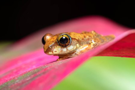 Téléchargez les photos : Boophis picturatus, endemic frog species in the family Mantellidae. Ranomafana National Park, Madagascar wildlife animal - en image libre de droit