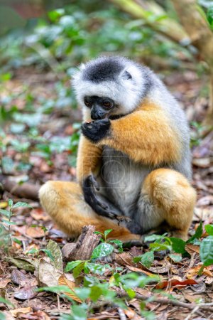 Foto de Colorido Diademed Sifaka lemur, (Propithecus diadema) Animal endémico en peligro de extinción en el suelo en la selva tropical, Parque Nacional Andasibe-Mantadia - Analamazaotra, Madagascar fauna. - Imagen libre de derechos
