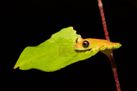 Foto de Green Bright-Eyed Frog (Boophis Viridis), especie de anfibios de la familia Mantellidae. Parque Nacional Andasibe-Mantadia, Madagascar. - Imagen libre de derechos