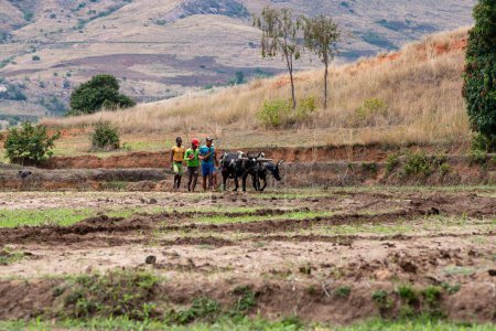 Téléchargez les photos : ANDRINGITRA MOUNTAIN, MADAGASCAR - 17 NOVEMBRE 2022 : Un agriculteur cultive un champ avec l'aide du bétail zébu, qui est utilisé pour l'agriculture à Madagascar depuis des siècles. - en image libre de droit
