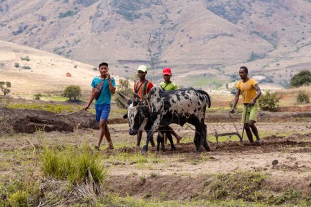 Foto de MONTAÑA DE ANDRINGITRA, MADAGASCAR - 17 DE NOVIEMBRE DE 2022: Un agricultor cultiva un campo con la ayuda del ganado zebú, que se ha utilizado para la agricultura en Madagascar durante siglos. - Imagen libre de derechos
