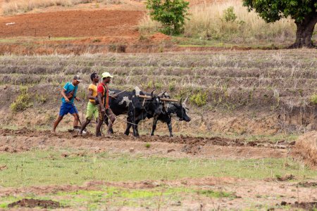 Foto de MONTAÑA DE ANDRINGITRA, MADAGASCAR - 17 DE NOVIEMBRE DE 2022: Un agricultor cultiva un campo con la ayuda del ganado zebú, que se ha utilizado para la agricultura en Madagascar durante siglos. - Imagen libre de derechos