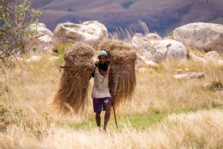 Téléchargez les photos : Montagnes Andringitra, Madagascar - 15 novembre 2022 : Un porteur malgache transporte de l'herbe séchée pour réparer le toit pendu à un bâton primitif sur son dos. Travail acharné et dévouement de ces porteurs. - en image libre de droit