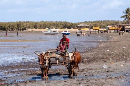 Foto de Toliara, Madagascar - 21 de noviembre. 2022: Carruaje tradicional de zebú en el puerto de Toliara en marea baja. El zebú es ampliamente utilizado como un animal de tiro en Madagascar. - Imagen libre de derechos
