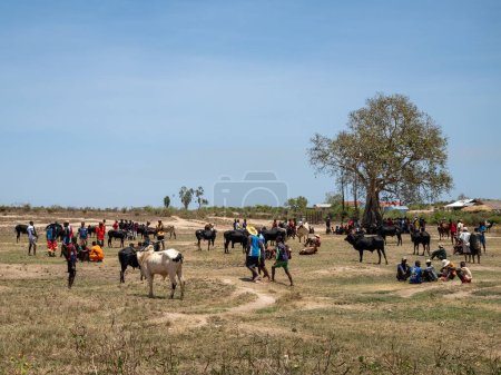 Photo for Belo Sur Tsiribihina, Madagascar - November 4th 2022: The Zebu market is a busy place where locals come to buy and sell livestock. Zebu are an important part of the culture and economy of Madagascar. - Royalty Free Image