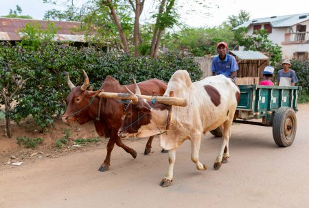 Photo for Miandrivazo, Madagascar - November 1. 2022: A zebu-drawn cart makes its way through the streets, adding to the local charm of this remote Malagasy town. - Royalty Free Image