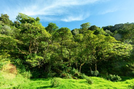 Beautiful view of the landscape Los Quetzales National Park and rainforest surrounding San Gerardo de Dota, beautiful Costa Rica Wilderness landscape