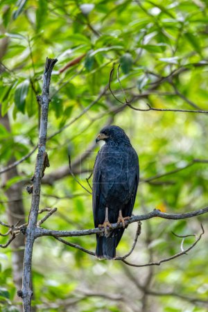 Foto de Buteogallus anthracinus es una especie de ave paseriforme de la familia Accipitridae. Reserva de Vida Silvestre Curu, Costa Rica - Imagen libre de derechos