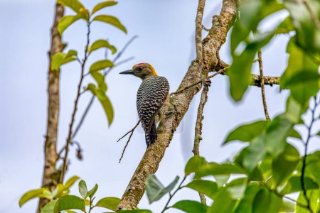Photo for Hoffmann's woodpecker (Melanerpes hoffmannii) is a species of bird in subfamily Picinae of the woodpecker family Picidae. Curu Wildlife Reserve, Wildlife and birdwatching in Costa Rica. - Royalty Free Image