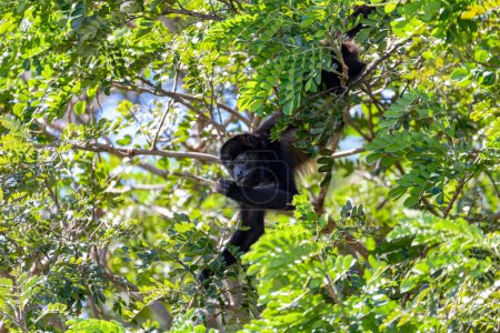 Téléchargez les photos : Mantled howler (Alouatta palliata) ou singe hurleur au manteau doré, se nourrissant d'arbres, rivière Rio Bebedero Guanacaste, Costa Rica - en image libre de droit