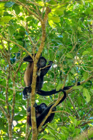 Téléchargez les photos : Mantled howler (Alouatta palliata) or golden-mantled howling monkey roars hanged on tree, Curu Wildlife Reserve, Costa Rica wildlife - en image libre de droit