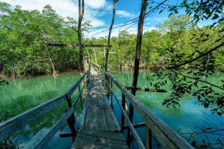 Drewniana ścieżka mostowa przez bagnistą rzekę z zagęszczeniami roślinnymi, koncepcja letniej podróży odkrywczej, rezerwat przyrody Curu, przyroda Kostaryki