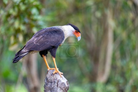 Téléchargez les photos : Caracara à crête, (Caracara plancus), oiseau de proie assis sur le tronc d'arbre, Puntarenas Costa Rica faune - en image libre de droit