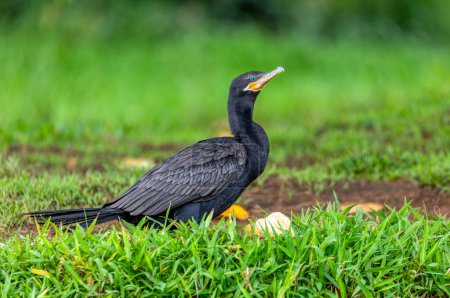 Photo for Neotropic cormorant or olivaceous cormorant (Phalacrocorax brasilianus), medium-sized cormorant. Refugio de Vida Silvestre Cano Negro, Wildlife and bird watching in Costa Rica. - Royalty Free Image