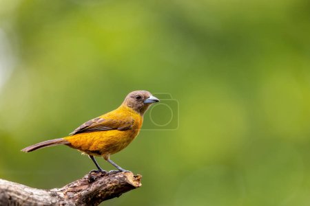 Photo for Scarlet-rumped tanager female (Ramphocelus passerinii). Bird perched on tree trunk. Refugio de Vida Silvestre Cano Negro, Wildlife and bird watching in Costa Rica. - Royalty Free Image