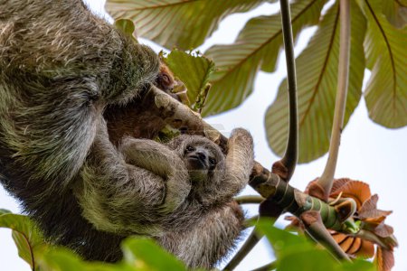Téléchargez les photos : Femelle de paresseux à gorge pâle (Bradypus tridactylus) avec bébé pendu au sommet de l'arbre, La Fortuna, Costa Rica - en image libre de droit