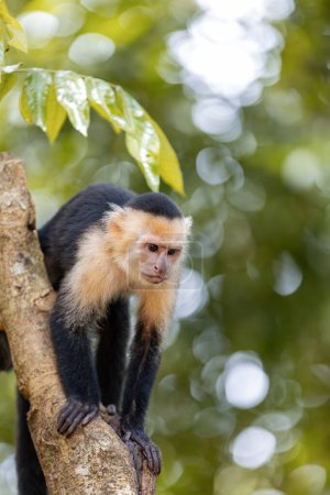 Téléchargez les photos : Colombian white-faced capuchin (Cebus capucinus) on tree, Manuel Antonio National Park, Costa Rica wildlife - en image libre de droit