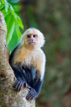 Téléchargez les photos : Colombian white-faced capuchin (Cebus capucinus) on tree, Manuel Antonio National Park, Costa Rica wildlife - en image libre de droit